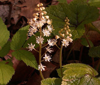 Foamflower Tiarella Wherryi – Shade Perennial Flower Seeds