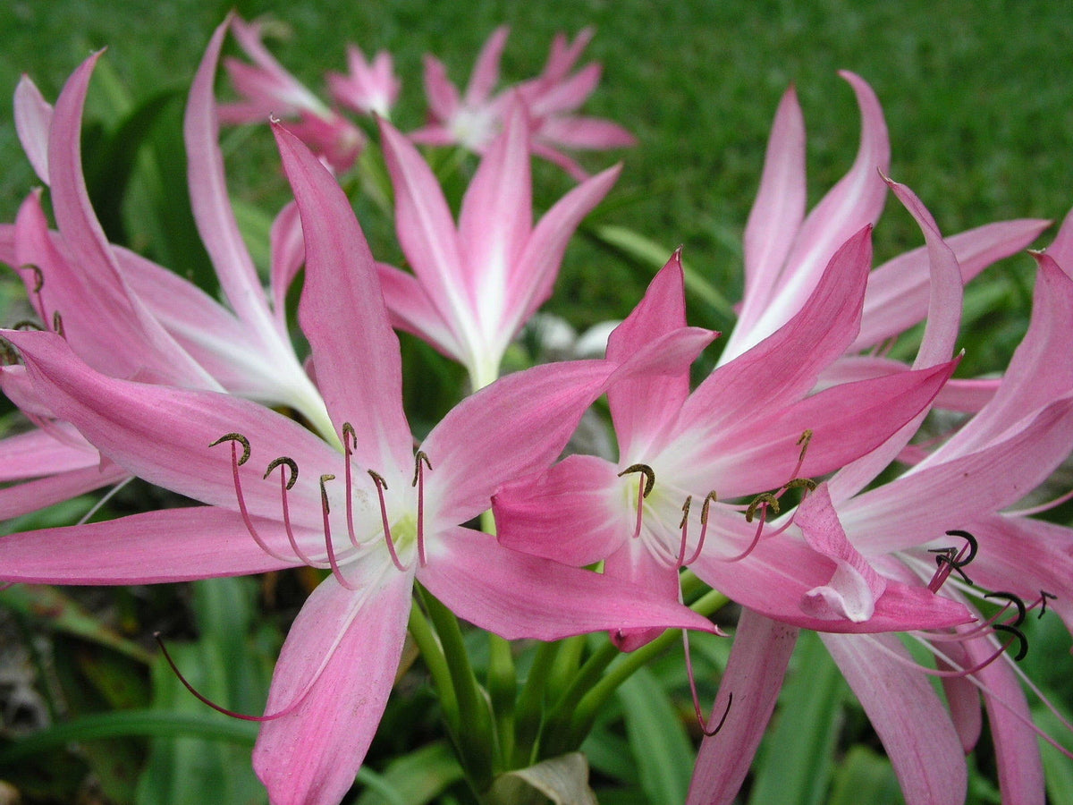 Crinum Lily Hannibal S Dwarf Medium-size Bulb - Flower Seeds