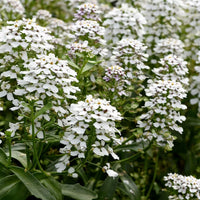Empress Rocket Candytuft Iberis – Colorful Wildflower Garden Seeds