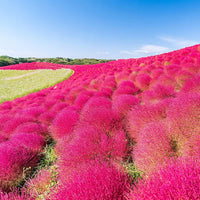 Kochia Burning Bush – Ornamental Flower Seeds