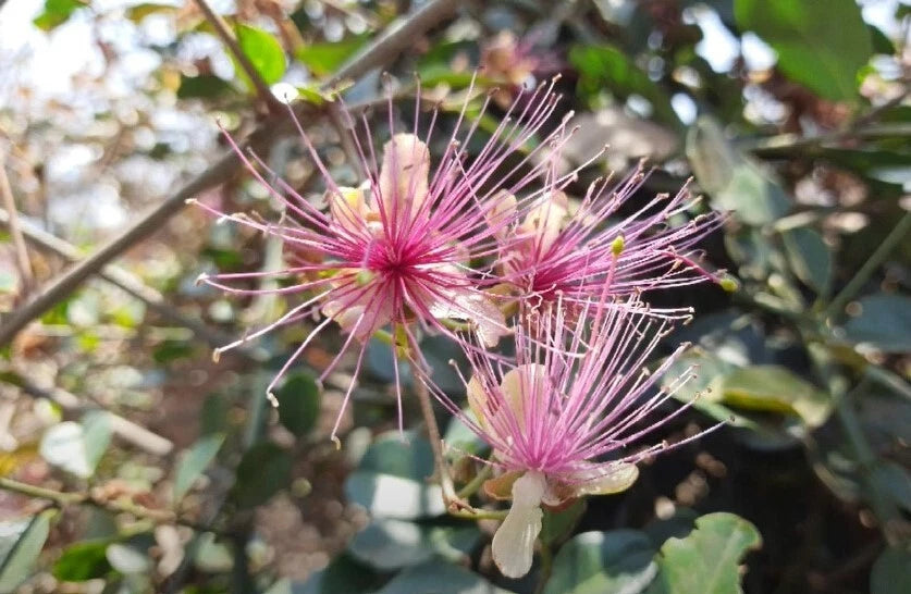 Capparis Zeylanica Seeds Edible Indian Ceylon Caper Climbing Shrub Flower Seeds for Home and Garden
