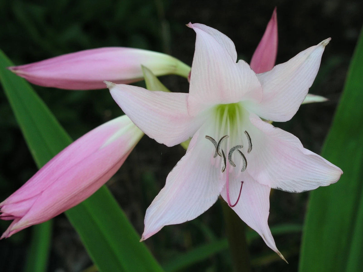 Crinum Lily Acclaimed Moorei Pink Species Large Blooming-size Bulb