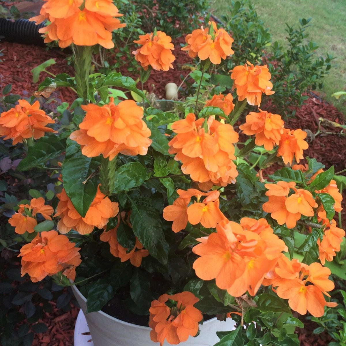 Crossandra Infundibuliformis – Orange Firecracker Flower Seeds