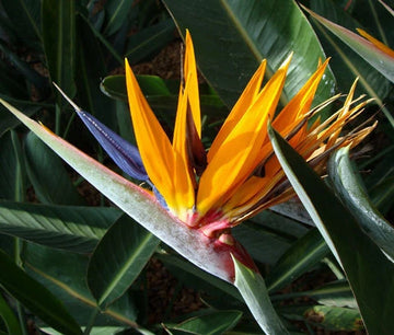 Bird of Paradise Strelitzia Reginae – Tropical Perennial Garden Flower Seeds