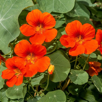Empress of India Nasturtium – Colorful Wildflower Garden Seeds