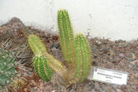 Echinocereus Viereckii – Hardy Cactus Garden Seeds