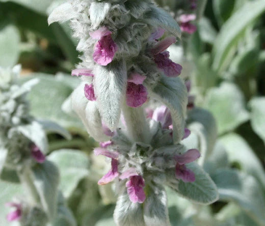 Lambs Ear Stachys Byzantina Lanata – Fuzzy Garden Flower Seeds