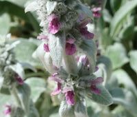 Lambs Ear Stachys Byzantina Lanata – Fuzzy Garden Flower Seeds