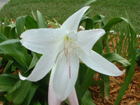 Crinum Lily Southern – Garden Flower Seeds