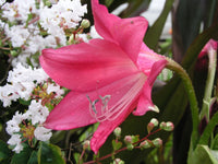 Crinum Lily Code – Garden Flower Seeds for Planting
