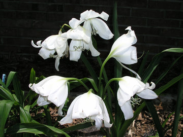 Crinum Lily Jagus Scillafolia Small-Size Bulb New Rare Vanilla Scent - Flower Seeds