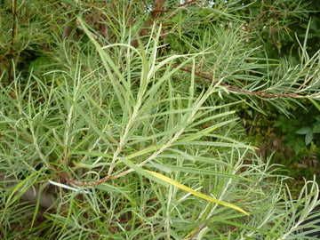 Rosemary Willow Tree Cuttings To Grow Attractive Landscape Or Privacy Bush Image