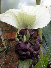 Tacca Integrifolia White Bat Garden Flower House Plant – Colorful Garden Flower Seeds