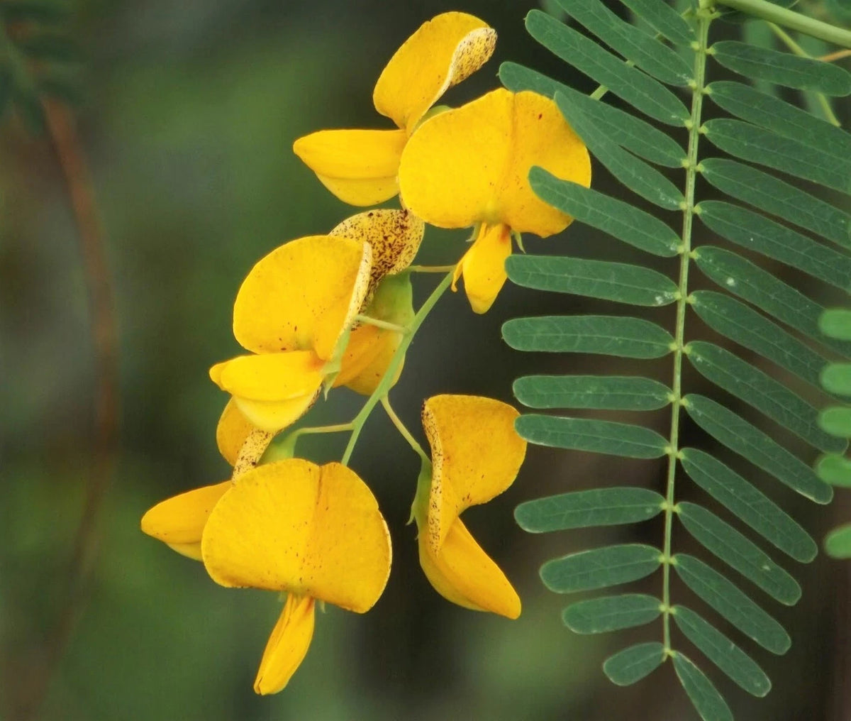 Sesbania Bispinosa – Edible Multi-Purpose Shrub Seeds