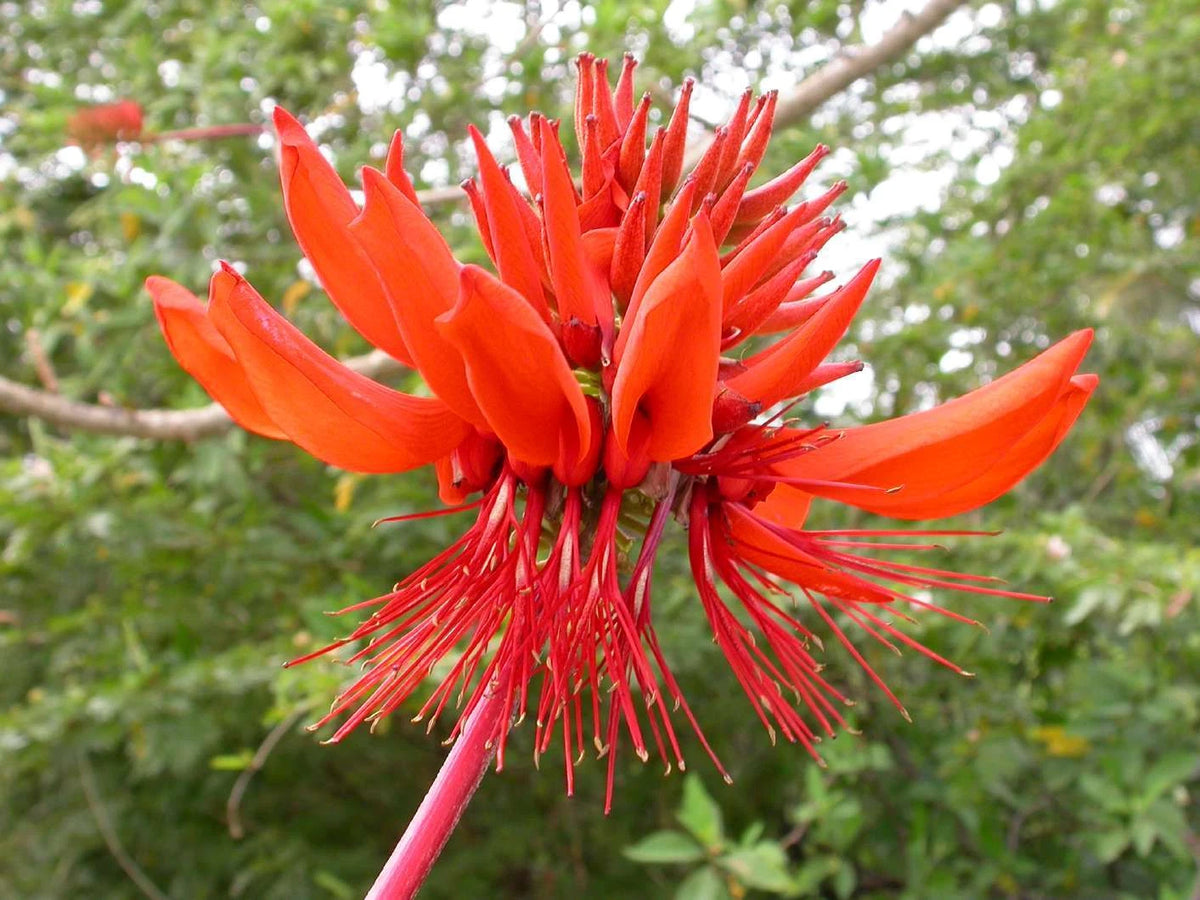 Coral Tree Erythrina Arborescens – Flowering Tropical Tree Seeds