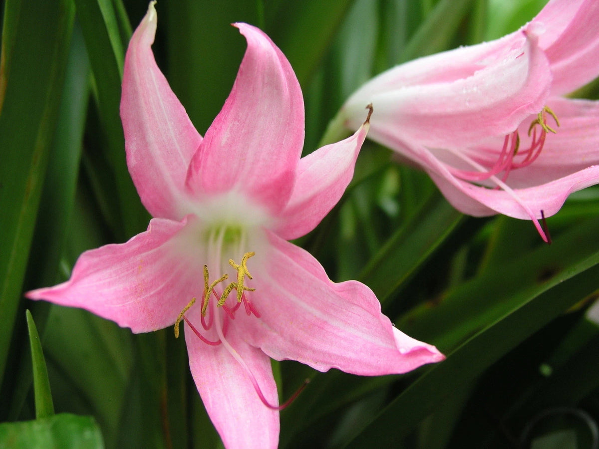 Crinum Lily Pink Mystery Small-size Bulb - Flower Seeds