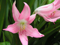 Crinum Lily Pink Mystery Small-size Bulb - Flower Seeds