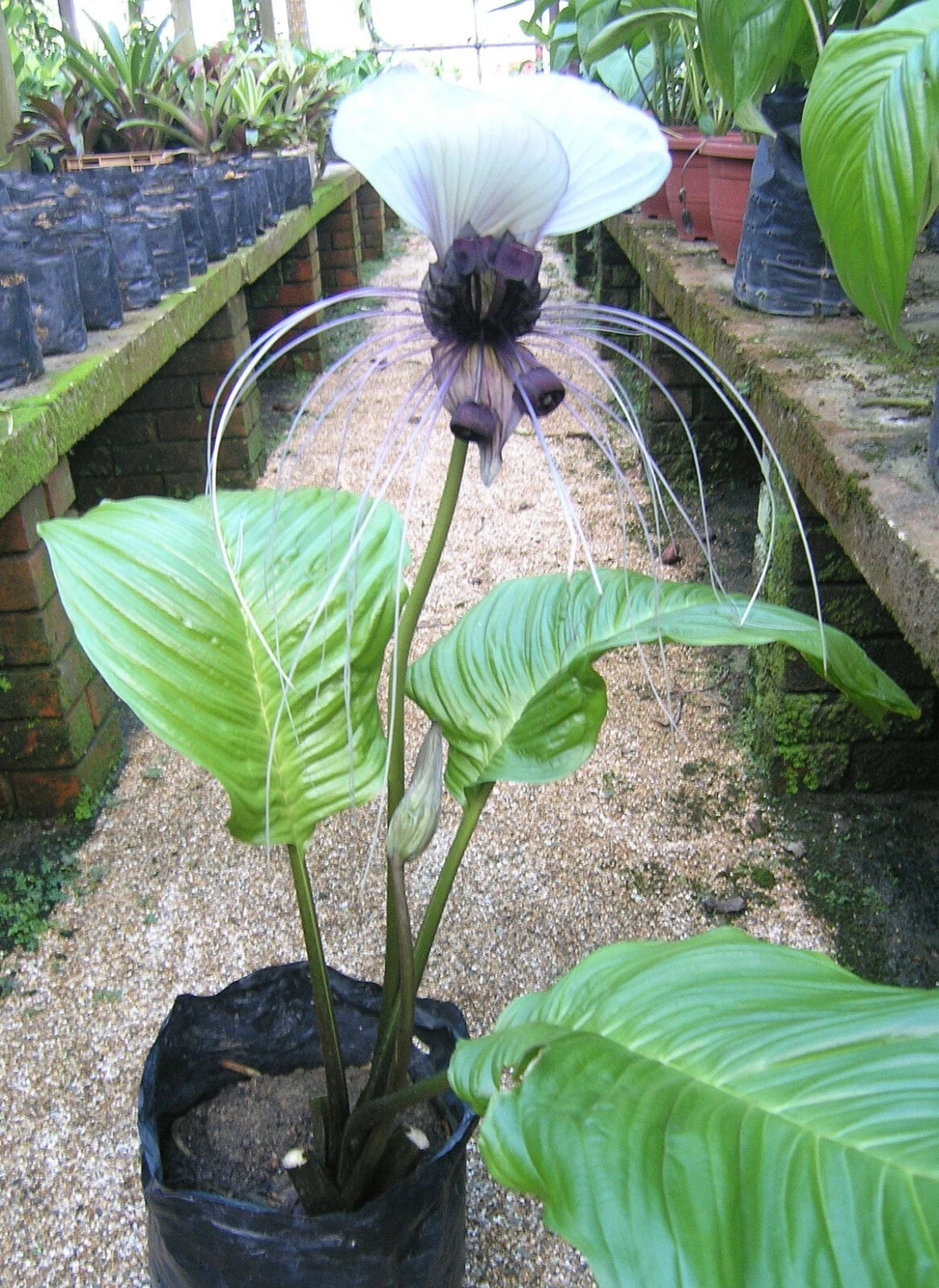 Tacca Integrifolia White Bat Garden Flower House Plant – Colorful Garden Flower Seeds