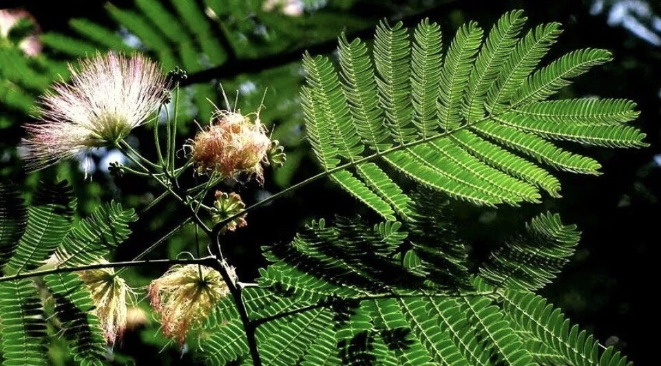 Mimosa Silk Tree Albizia Julibrissin – Ornamental Tree Seeds