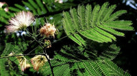 Mimosa Silk Tree Albizia Julibrissin – Ornamental Tree Seeds