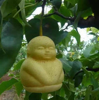 New Chinese Climbing – Climbing, Garden Fruit Seeds