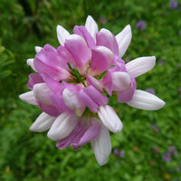 Crown Vetch Coronilla Varia – Hardy Ground Cover Flower Seeds