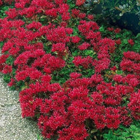Perennial Sedum Summer Glory – Flower Seeds