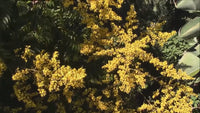 Koelreuteria Paniculata – Golden Rain Ornamental Tree Seeds