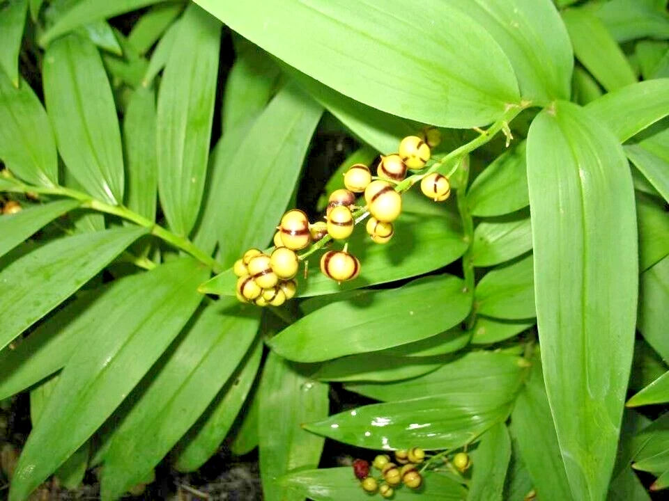 False Solomons Seal Maianthemum Racemosum – Perennial Flower Garden Seeds
