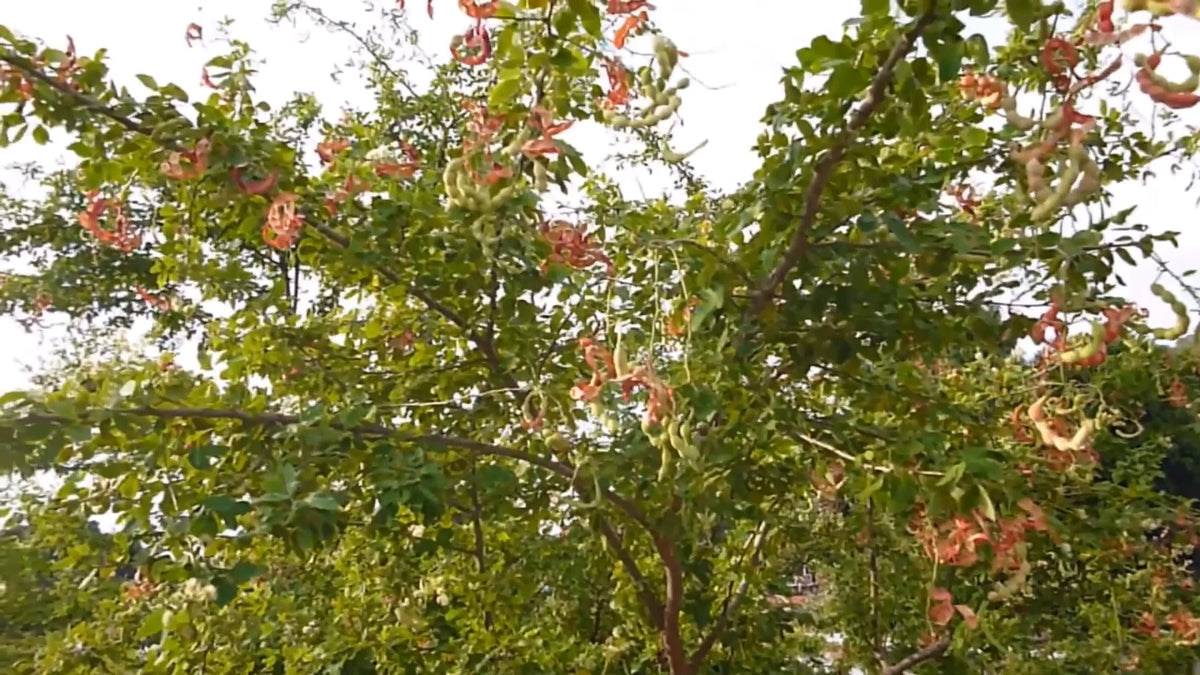 Pithecellobium Dulce – Manila Tamarind Fruit Tree Seeds
