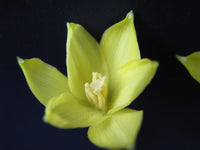Rain Lily Zephyranthes Smallii Extremely Habranthus Cooperia - Flower