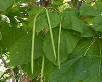 Catalpa Tree Catalpa Speciosa – Flowering Tree Seeds