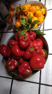 Orange And Red – Mixed Vegetable Seeds for Planting