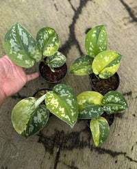 Scindapsus Sentarum Variegate Real Picture Rare Plant – Garden Flower Seeds
