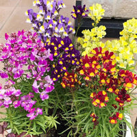 Mix Linaria maroccan seeds Bouquet Mix Annual Seeds - Flower Seeds