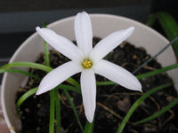 Zephyranthes Labufarosea Itsy Bitsy Pink Rain Lily Bulb Seeds