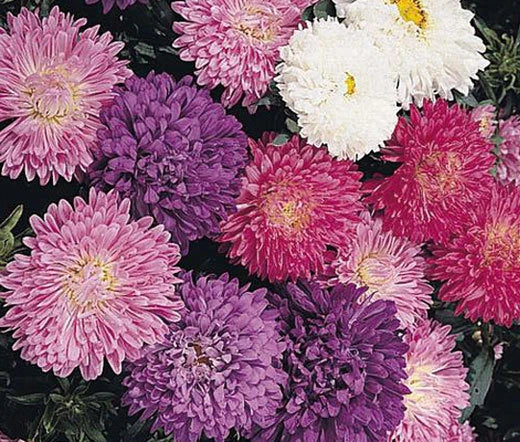 Aster Milady Mixed Colors Dwarf Callistephus Chinensis – Colorful Garden Flower Seeds