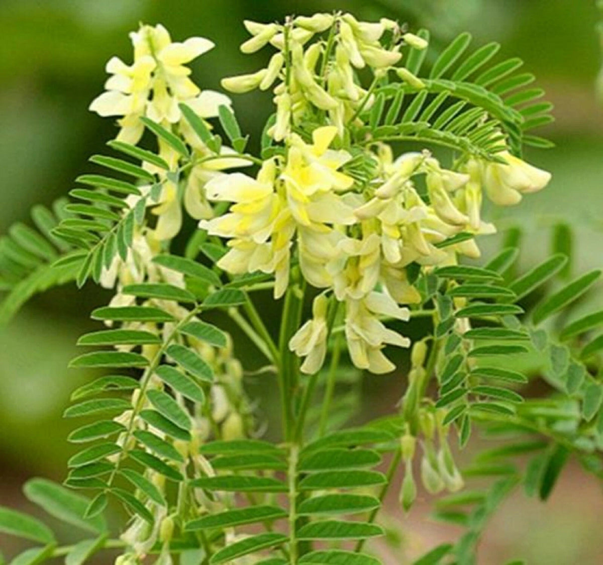 Astragalus Membranaceus Perennial Flowering Herb Seeds
