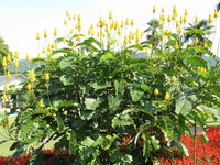 Cassia Alata – Golden Shrub Perennial Flower Seeds