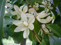 Michelia Macclurei Rare Magnolia Tree Seeds Fragrant Evergreen Tree Flower Seeds for Home and Garden