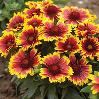 Gaillardia Aristata – Blanketflower Perennial Wildflower Seeds