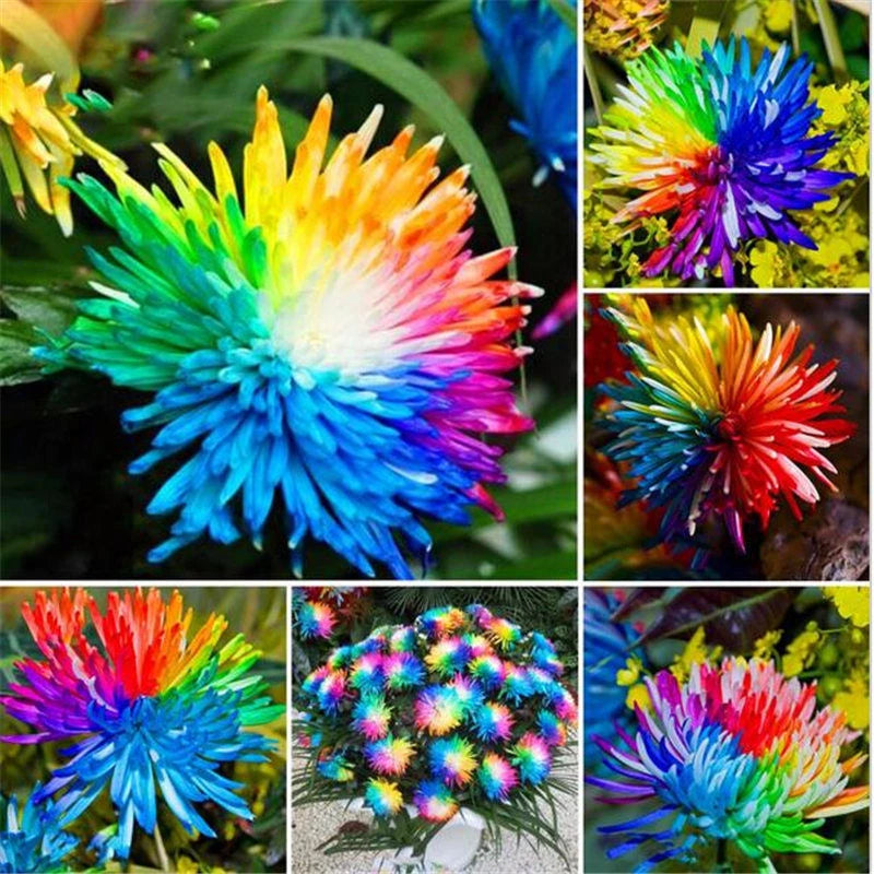 Rare Rainbow Chrysanthemum Seeds Flowers Seed Bright Color Plants -