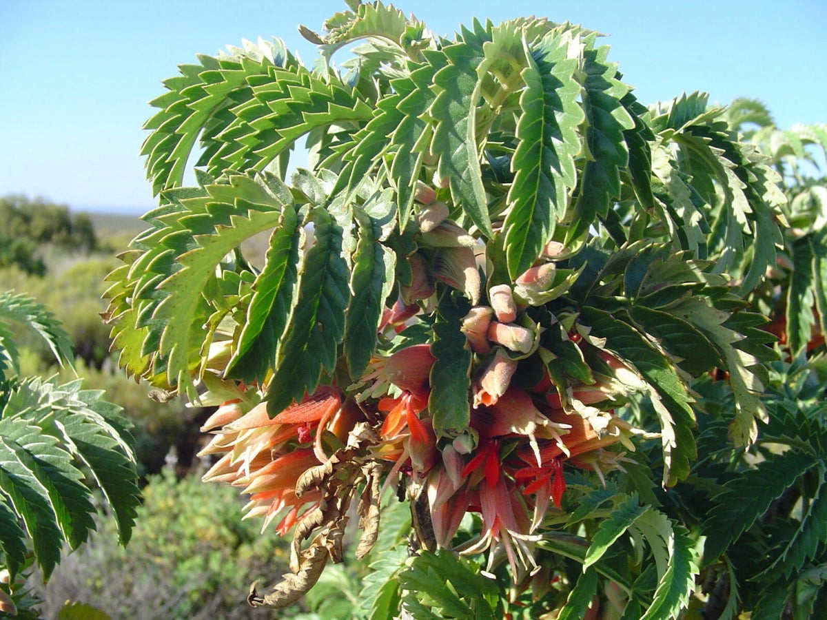 Melianthus Comosus – Tufted Honey Flower Shrub Seeds