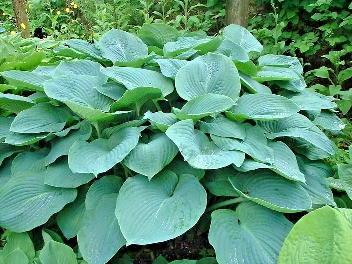 Sieboldiana Elegans Hosta – Hardy Perennial Garden Flower Seeds