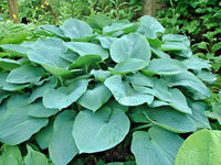 Sieboldiana Elegans Hosta – Hardy Perennial Garden Flower Seeds