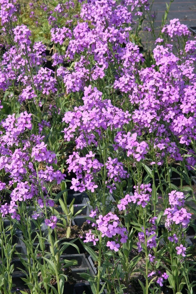 Hesperis Matronalis Seeds Fragrant Purple Dames Rocket Flowers – Fragrant, Colorful Flower Seeds