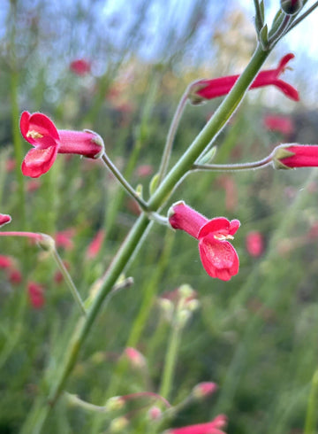 Gambelia Juncea Baja Bush Hardy Snapdragon Flower Seeds