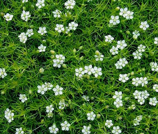 Irish Moss Pearlwort Sagina Subulata – Hardy Garden Flower Seeds