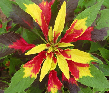 Amaranthus Perfecta Amaranthus Tricolor – Colorful Garden Flower Seeds