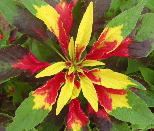 Amaranthus Perfecta Amaranthus Tricolor – Colorful Garden Flower Seeds